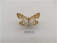 藏品(尺蛾104)的圖片